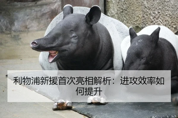 利物浦新援首次亮相解析：进攻效率如何提升